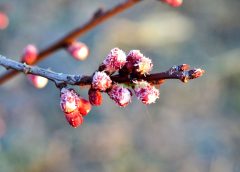 A venit frigul. La Tămașa, temperatura a scăzut la – 8°