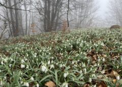 Măgura Priei, acoperită cu o perdea de ghiocei